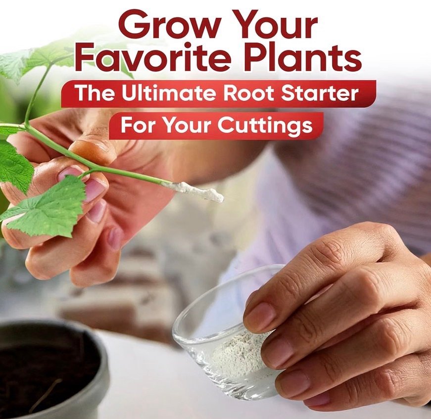 Root starting powder