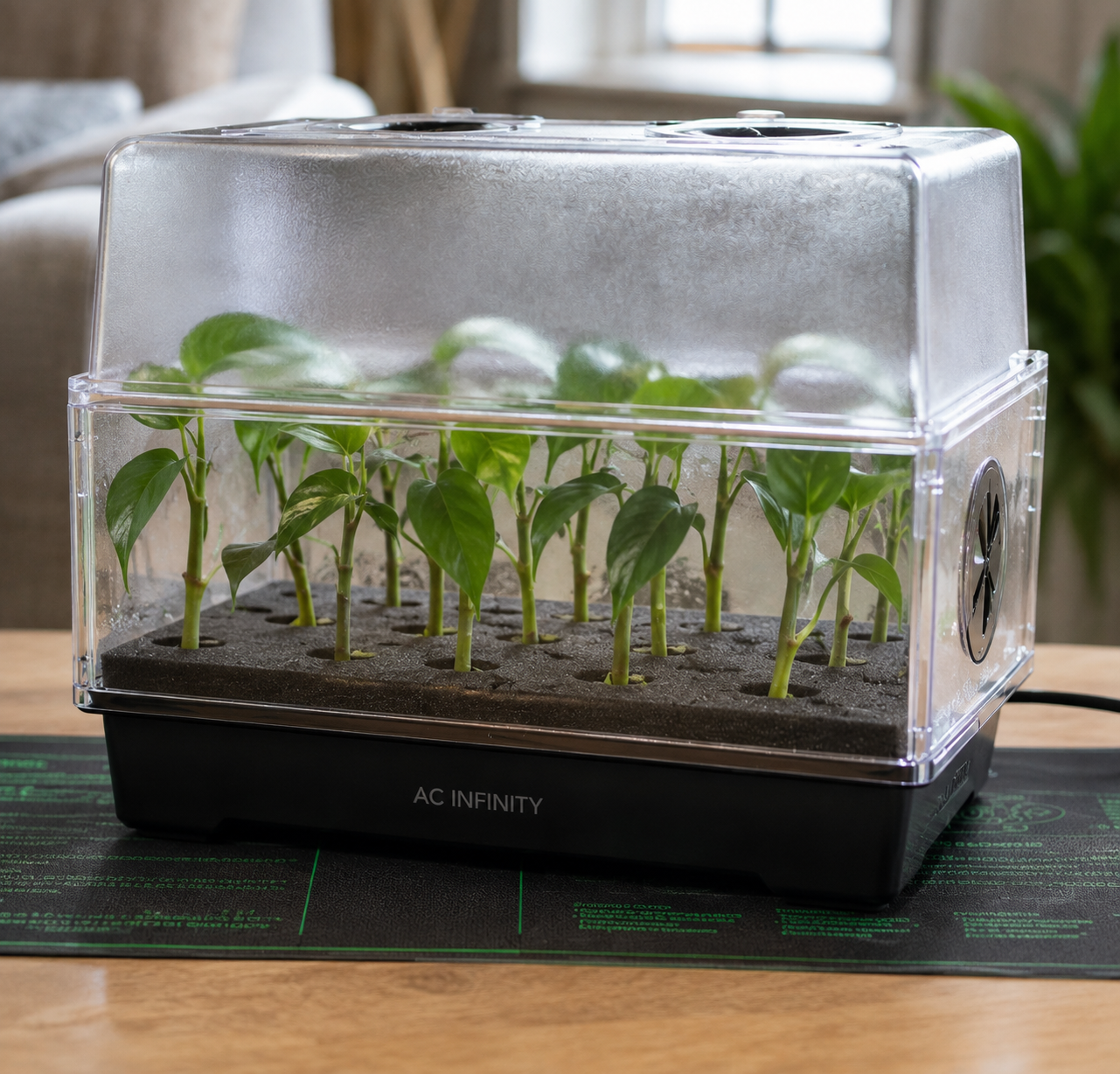 Cuttings growing in a humidity dome