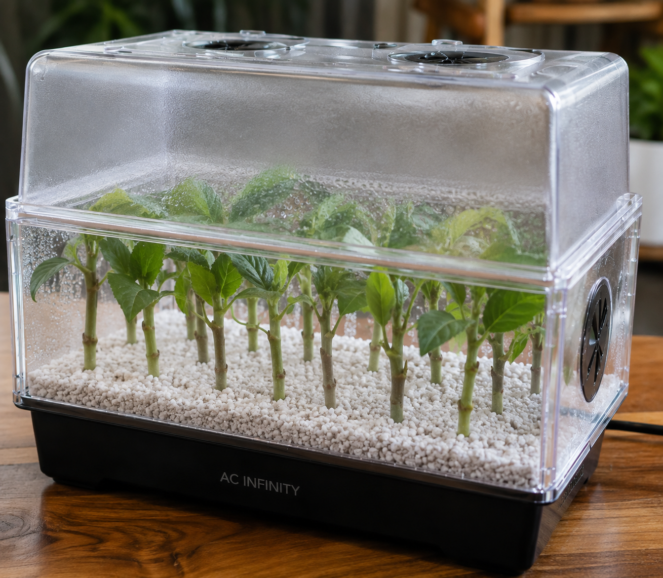 Rooting cuttings in perlite