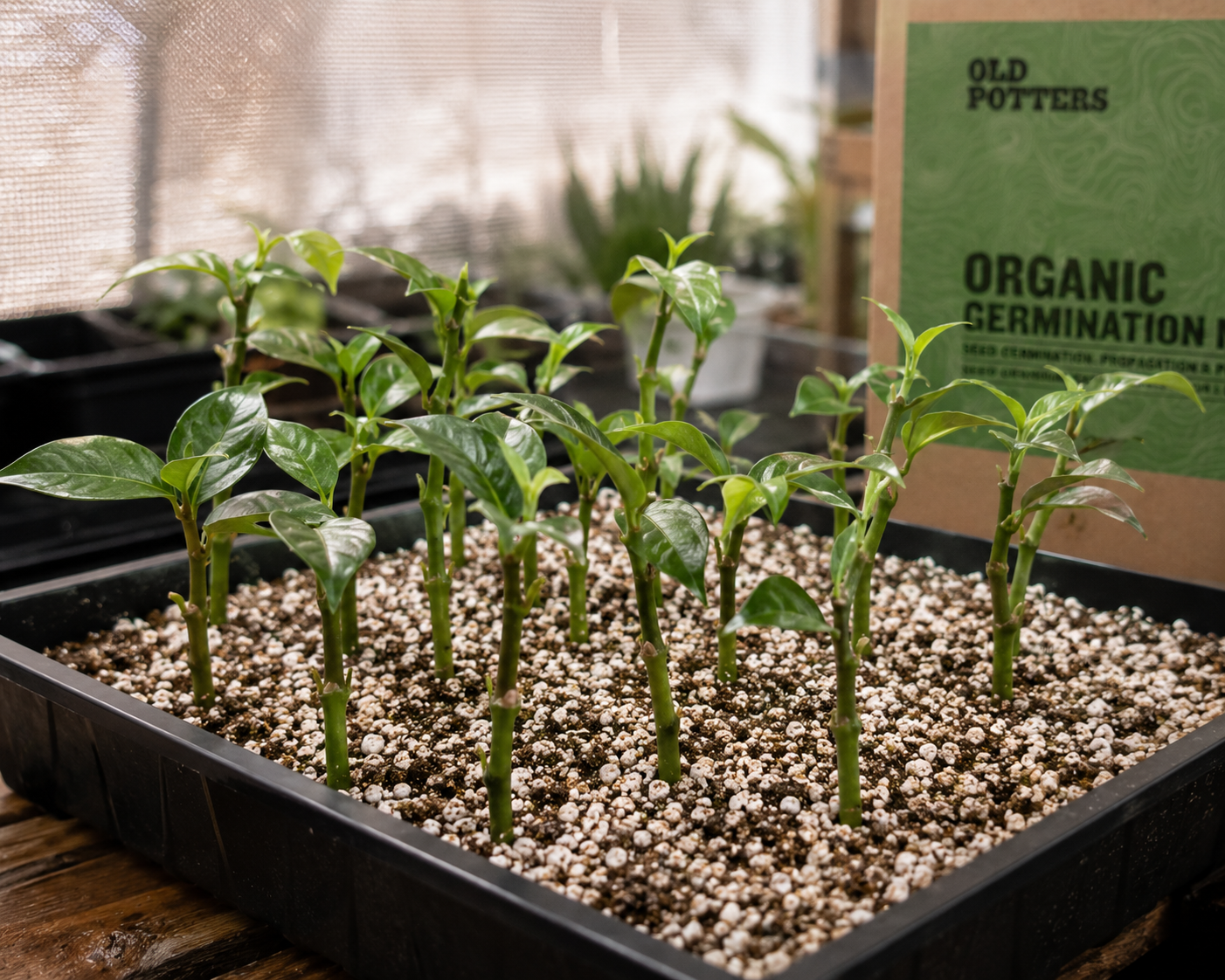 Best propagation soil medium for cuttings and seeds