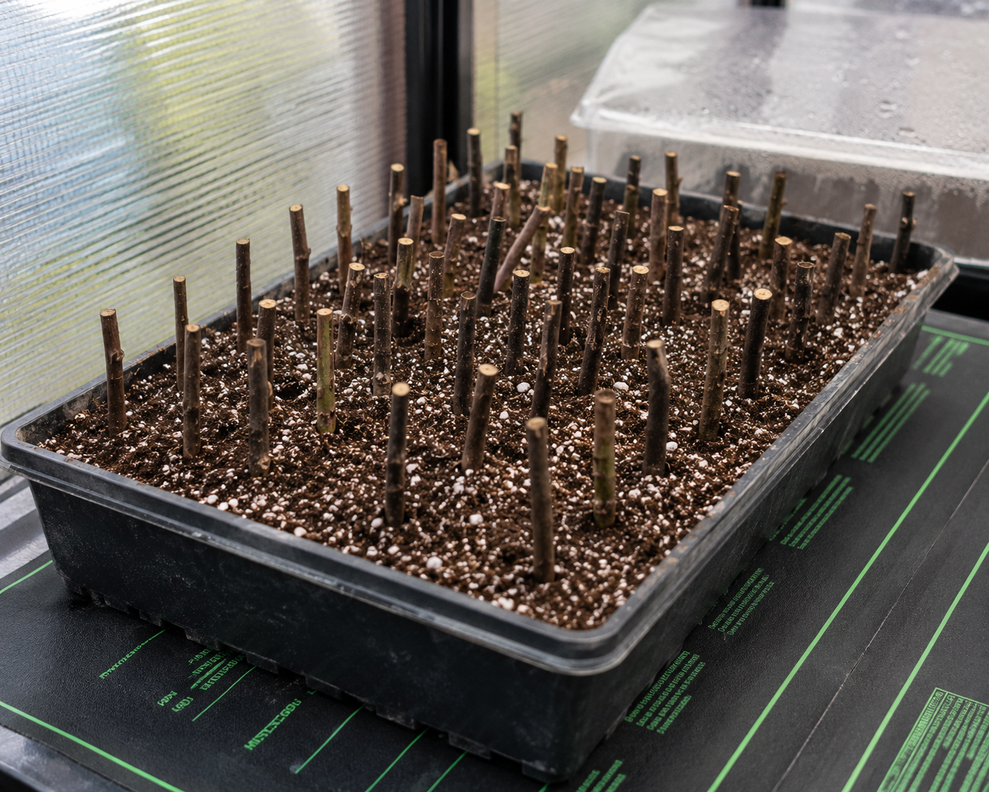 Plant cuttings stuck in rooting tray