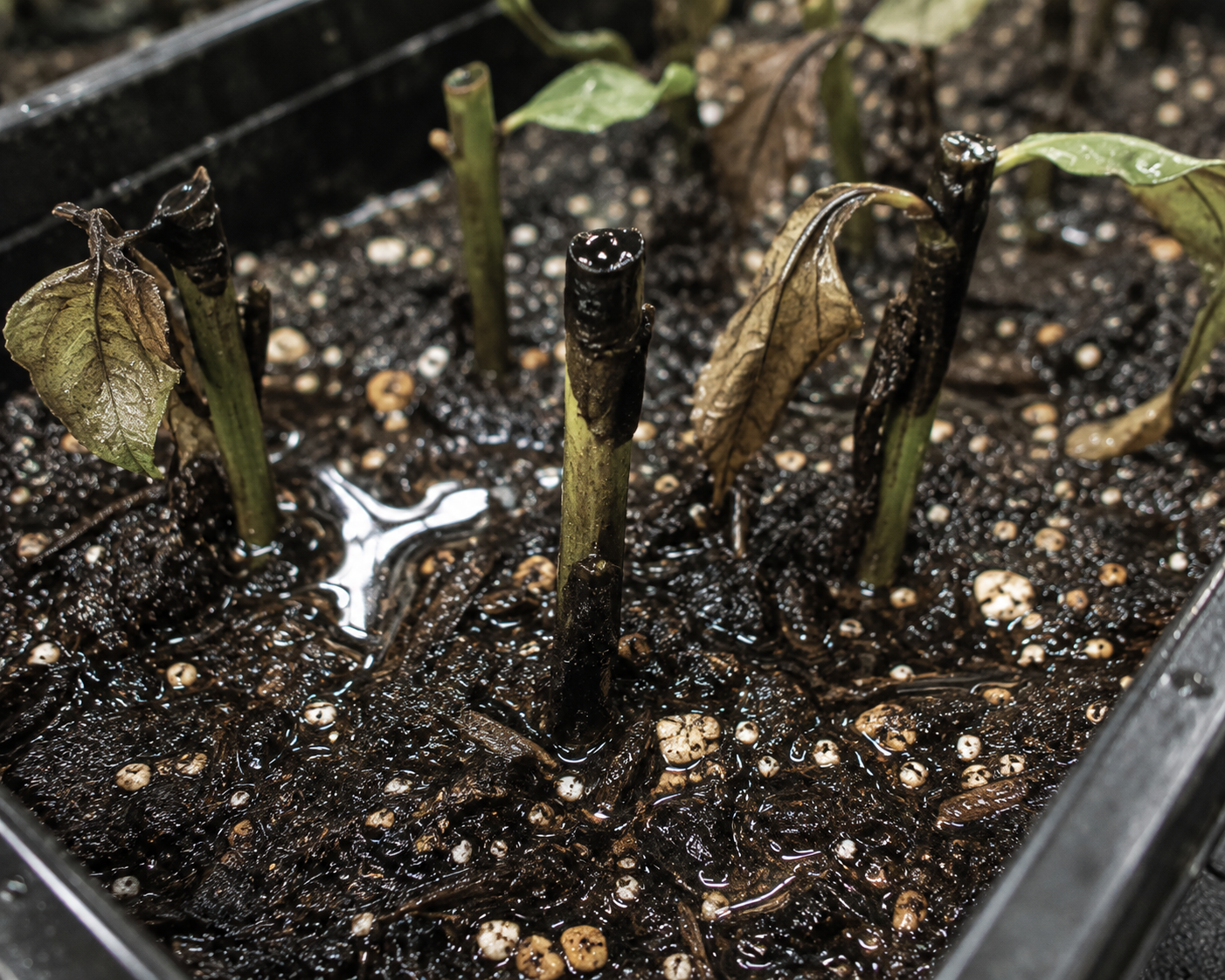 Plant cuttings turning black and rotting in wet soil