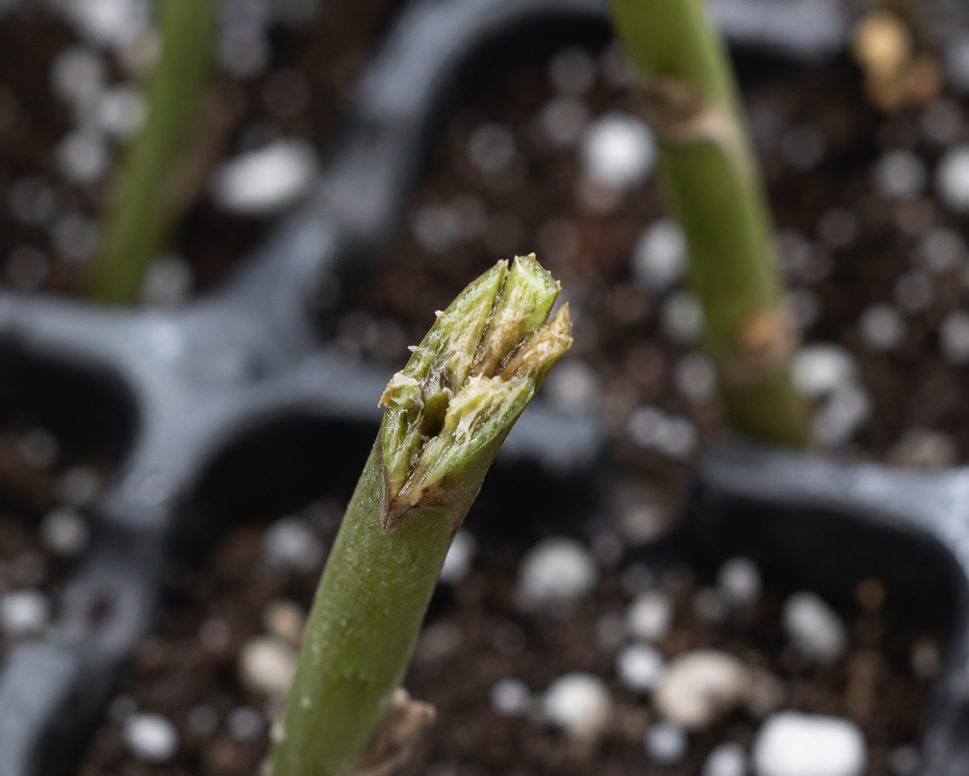 Dull plant stem cut from bad pruners 
